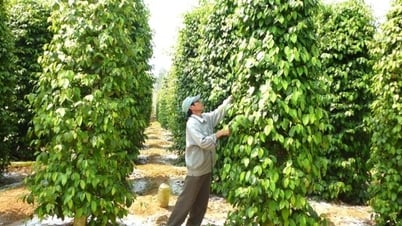 Giá tiêu hôm nay 22/5/2025: Giảm nhẹ tại một số tỉnh