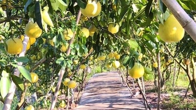 Giao đất tại xã Nam Hà cho UBND huyện Phúc Thọ để thực hiện dự án xây dựng trường mầm non