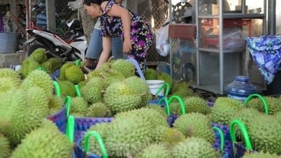 انخفاض حاد في الأسعار، وفشل في التصدير، ومزارعي الدوريان يشعرون بخيبة أمل؟