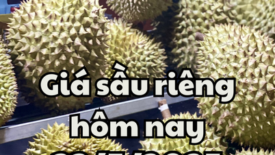 Prix ​​du durian aujourd'hui 22 mai 2025 : la Chine « déclare la guerre » au durian vietnamien et thaïlandais