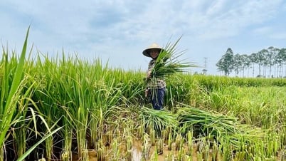 Hơn 2.700 ha lúa tại Nghệ An có tỷ lệ lép xanh, không kết hạt cao