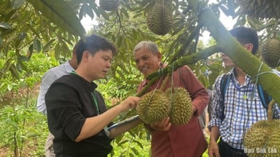 Sầu riêng Việt Nam có thêm 829 mã số vùng trồng và 131 mã số cơ sở đóng gói