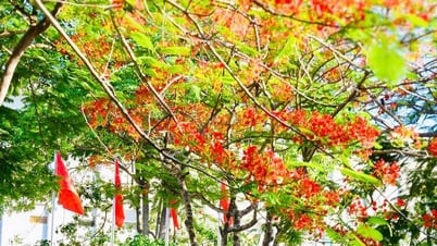 Sous le flamboyant royal cette année-là
