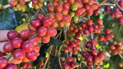 กาแฟเวียดนามก้าวขึ้นสู่อันดับหนึ่งของการส่งออกผลิตภัณฑ์เกษตร