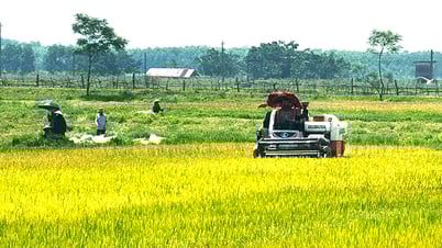 Lệ Thủy: Năng suất vụ lúa đông-xuân ước đạt gần 70 tạ/ha