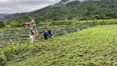 Nhiều diện tích lúa và hoa màu tại Tuyên Quang bị thiệt hại sau mưa lớn kéo dài