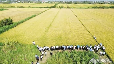 티엔장: 쌀 생산에 첨단기술을 적용한 효과