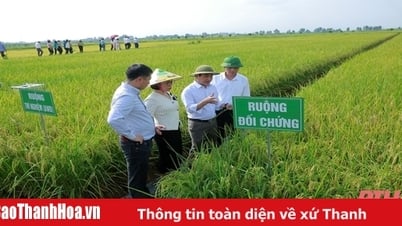 Evaluación de los resultados iniciales y la implementación del programa de producción de arroz para reducir las emisiones de gases de efecto invernadero en Thanh Hoa