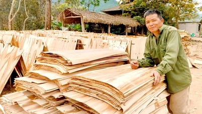 ชาวขุนลุงมีรายได้พิเศษจากการตากแผ่นไม้ที่ลอกแล้ว