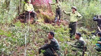 Los “escudos verdes” para proteger el bosque
