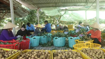 Enlaces de exportación, llevando la fruta longan a través del océano