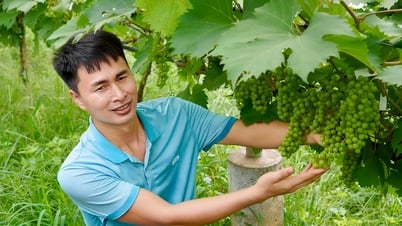 Sweet milk grapes in the middle of Thac Ba lake island