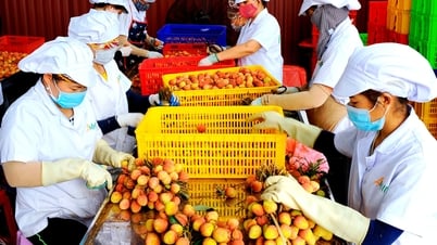 Vải thiều Thanh Hà vươn xa - quả ngọt từ tầm nhìn đúng đắn, bền vững