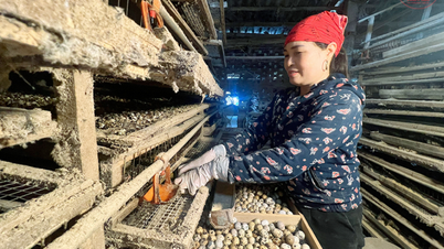 Giá trứng gia cầm liên tiếp giảm sâu, người chăn nuôi “gồng” mình chịu lỗ