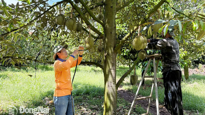 Phú Lợi phát triển mô hình liên kết cho cây sầu riêng