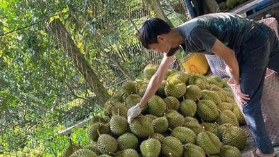 Opening the way for sustainable development of durian industry - Lang Son Newspaper and Radio and Television Station