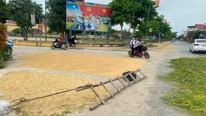 Roadway turned into rice drying yard, potential traffic accident risk