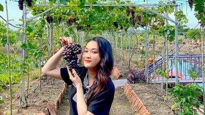동탑의 또 다른 포도원이 무료 방문객을 환영합니다.