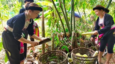 Yen Bai: Policy to help mountainous areas grow
