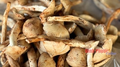 Delicadeza humana