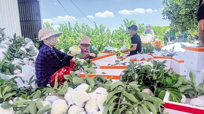 Nâng chất hoạt động cho hợp tác xã nông nghiệp