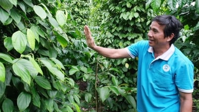 Los agricultores de Loc Quang diversifican sus cultivos