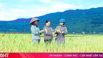 Những giống lúa cho năng suất vượt trội trong vụ xuân tại Hà Tĩnh
