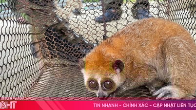 Người dân giao nộp cá thể cu li quý hiếm cho lực lượng chức năng