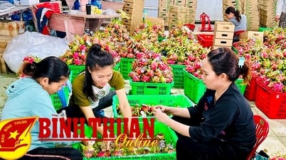 Der Exportmarkt für Drachenfrüchte ist weiterhin positiv