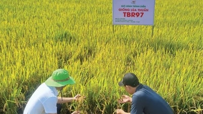 Nhân rộng giống lúa chất lượng cao
