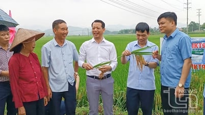 La variedad de arroz híbrido HKT99 tiene un rendimiento de 83,6 toneladas/ha.