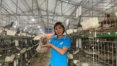 El pionero responsable de la asociación construyó un modelo de cría de palomas francesas.
