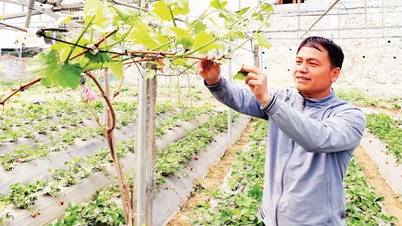 Hiệu quả mô hình nông nghiệp gắn với trải nghiệm du lịch