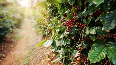 Giá cà phê hôm nay 24/5/2025: Đồng loạt giảm mạnh