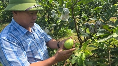 Giám đốc hợp tác xã đau đáu với hành trình trồng cây ăn quả theo chuẩn VietGAP
