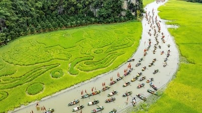 Ripe rice fields call, Ninh Binh opens 'Tam Coc - Trang An Golden Color' festival
