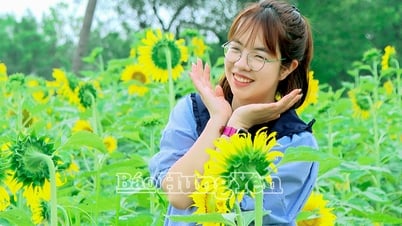 Colina del Girasol: atracción turística a principios del verano