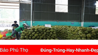 Thủ tướng chỉ đạo tái cơ cấu sản xuất, thúc đẩy xuất khẩu sầu riêng bền vững