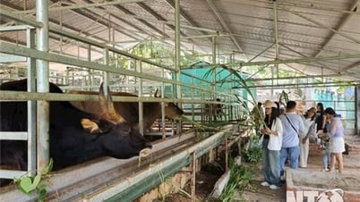 Granja experimental de ganado en el Parque Nacional Phuoc Binh