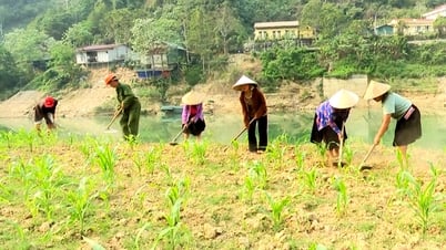 Efficacité de la culture du maïs dans la plaine alluviale de la rivière Gam