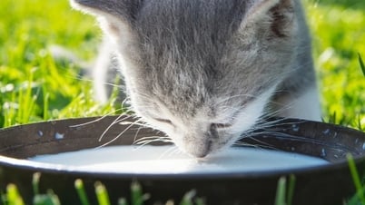 Почему кошкам нельзя пить молоко?