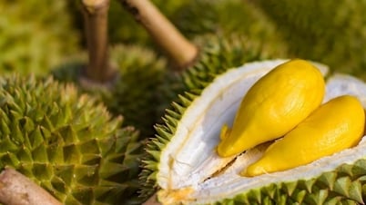 Le Premier ministre a reçu des instructions « brûlantes » sur l'exportation du durian