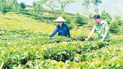 La gente de Van Chan cambia sus vidas gracias a los árboles de té.