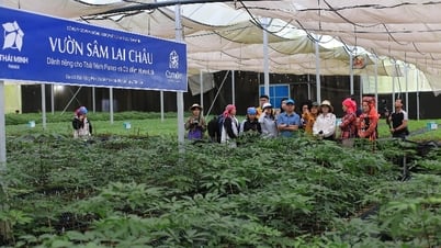 Famtrip delegation surveys and promotes raw material areas and OCOP products of Lai Chau province in 2025