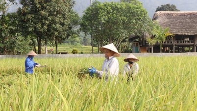 Les agriculteurs récoltent d'urgence le riz de printemps
