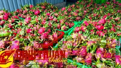Bình Thuận chuẩn bị đón đoàn Thanh tra của EU giám sát mặt hàng thanh long