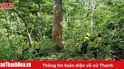 Ban Quản lý rừng phòng hộ Mường Lát tăng cường giữ rừng trong mùa nắng nóng
