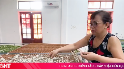 Mục sở thị quy trình nuôi tằm trong phòng điều hòa