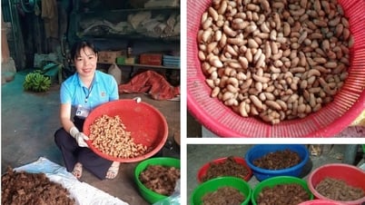 نموذج فريد لزراعة سوسة النخيل في منطقة نغي آن الحدودية