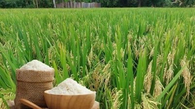 本日5月24日米価：新米は上昇に転じる